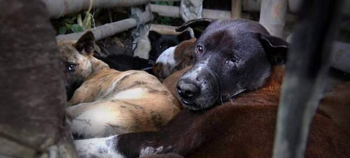 Κτηνωδία στο Μπαλί: Σφαγιάζουν σκύλους και τους σερβίρουν σε τουρίστες εν αγνοία τους (εικόνες)